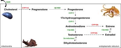 From Dark to Light – An Overview of Over 70 Years of Endocrine Disruption Research on Marine Mollusks